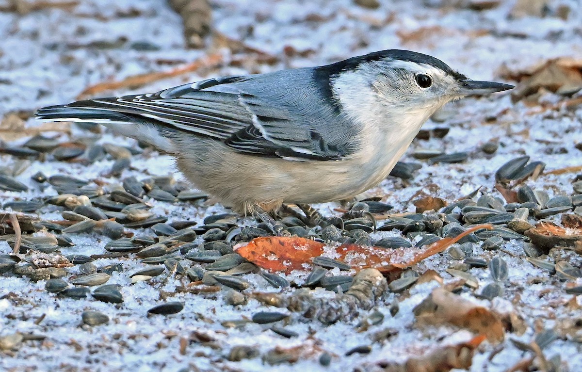 Повзик каролінський - ML646292234