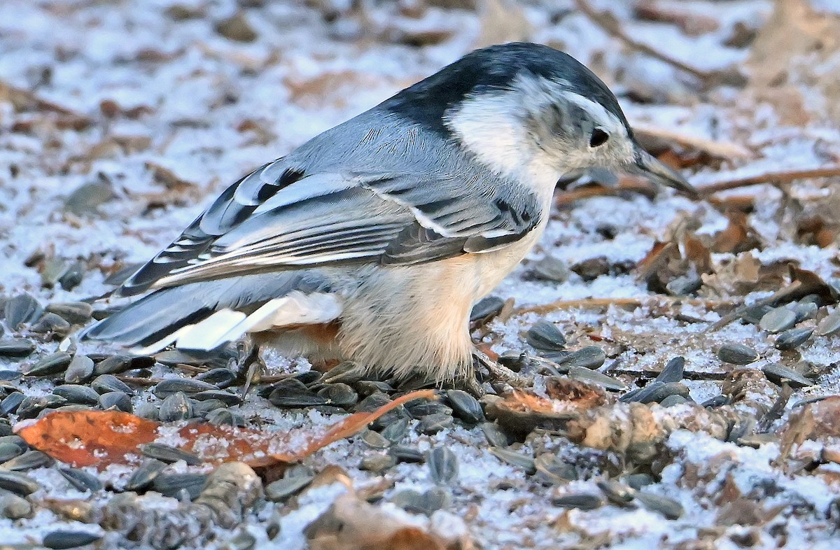 Повзик каролінський - ML646292235