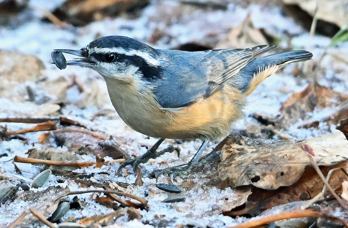 Повзик канадський - ML646292236