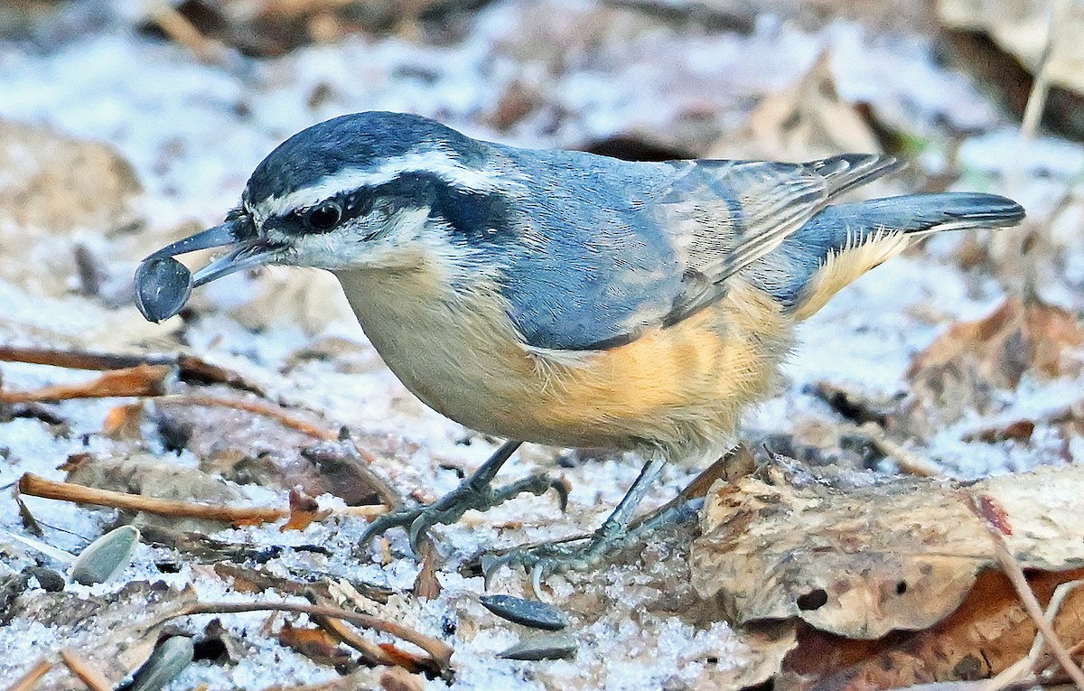Повзик канадський - ML646292237