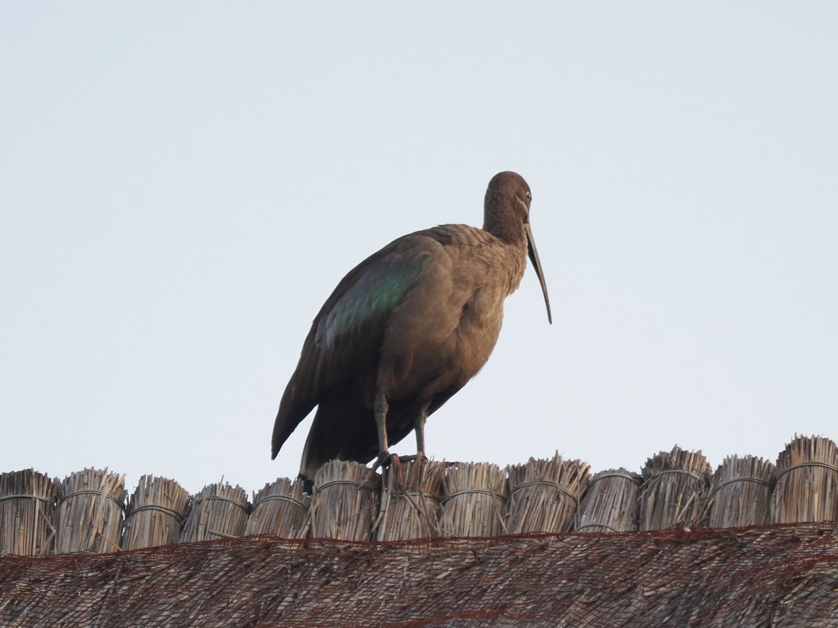 Гагедаш - ML646292238