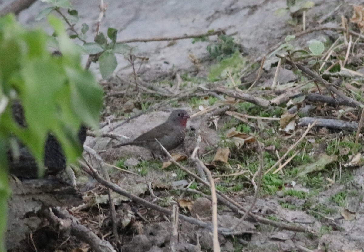 Амарант бурий - ML646292239