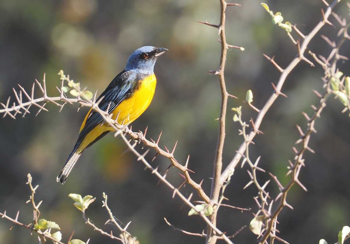 Саяка жовто-синя [група bonariensis] - ML646292240