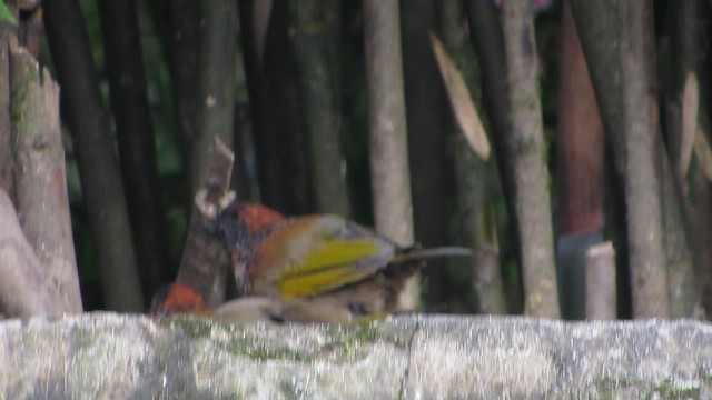 Charlatán Coronicastaño - ML646292243