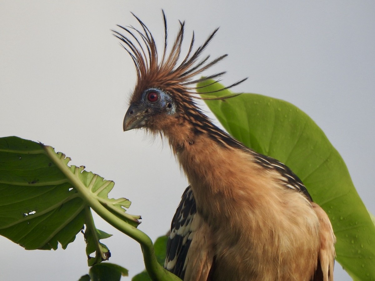 Hoatzin - ML646292244