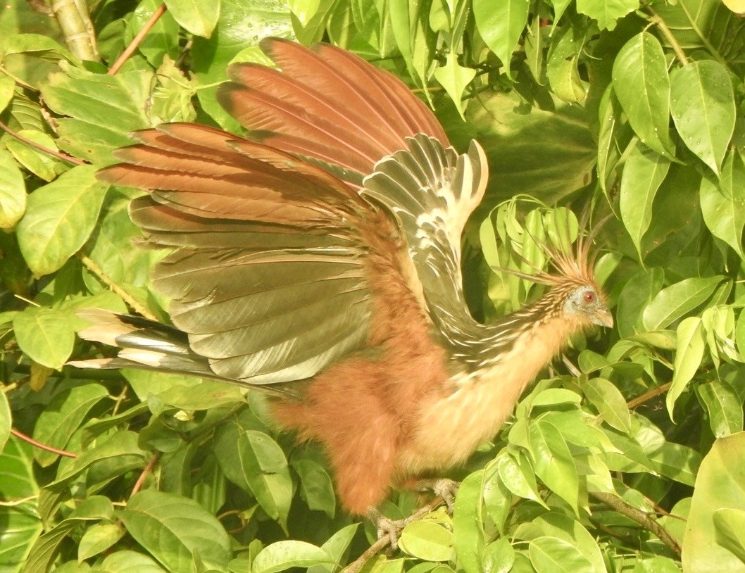 Hoatzin - ML646292245