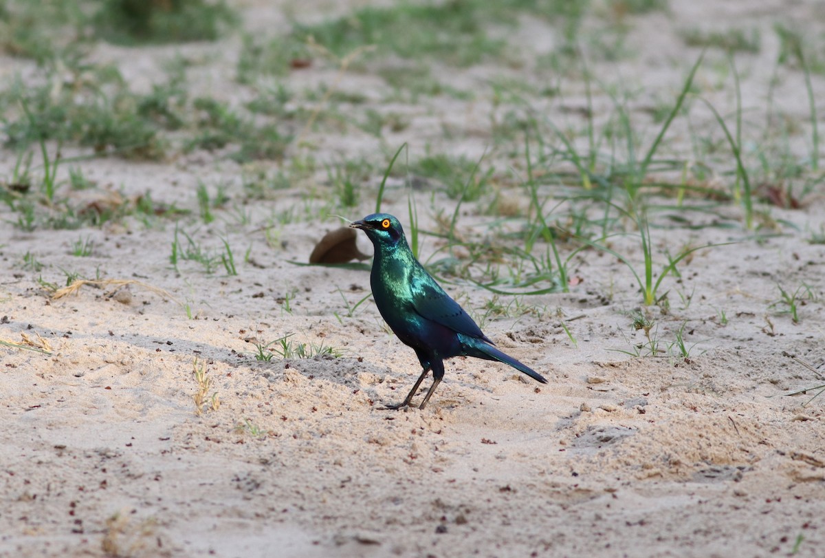 blåøreglansstær - ML646292260