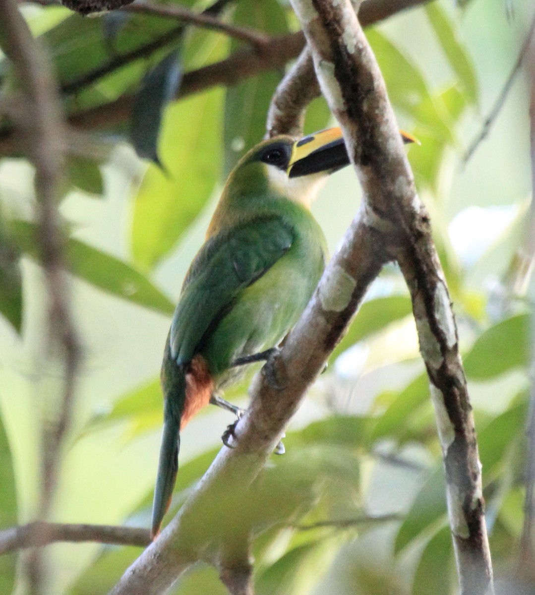 Northern Emerald-Toucanet - ML646292266