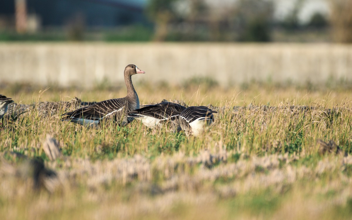 Манхин галуу - ML646292267