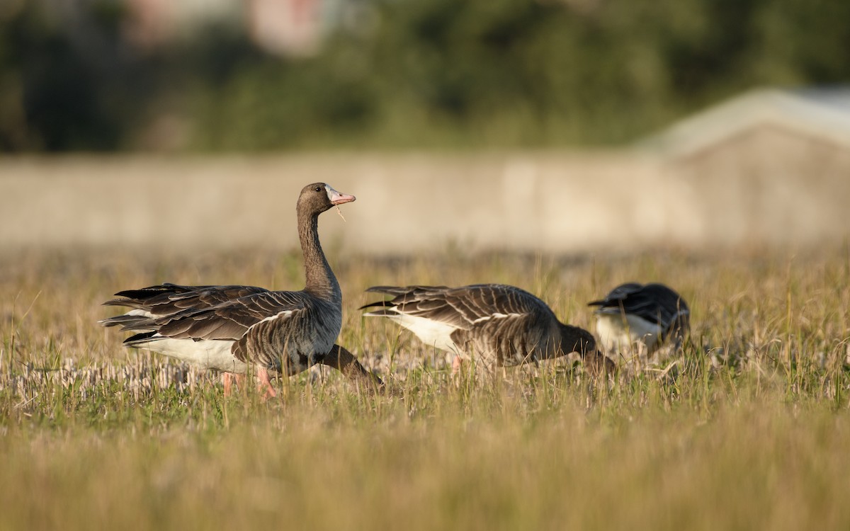 Манхин галуу - ML646292268