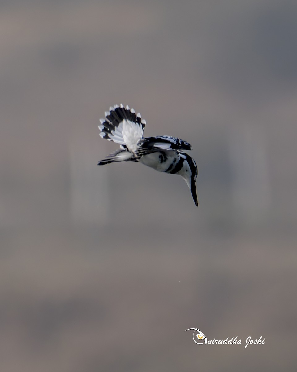 Pied Kingfisher - ML646292280