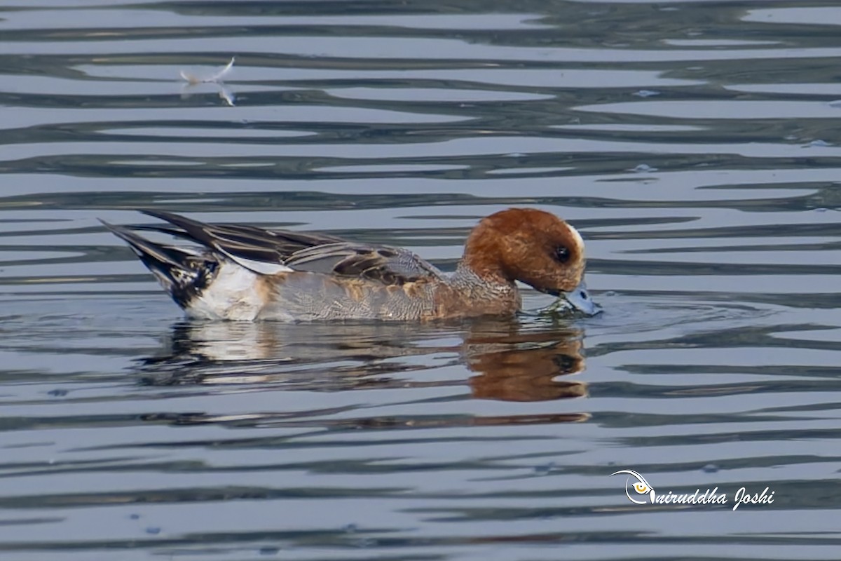 Eurasian Wigeon - ML646292283