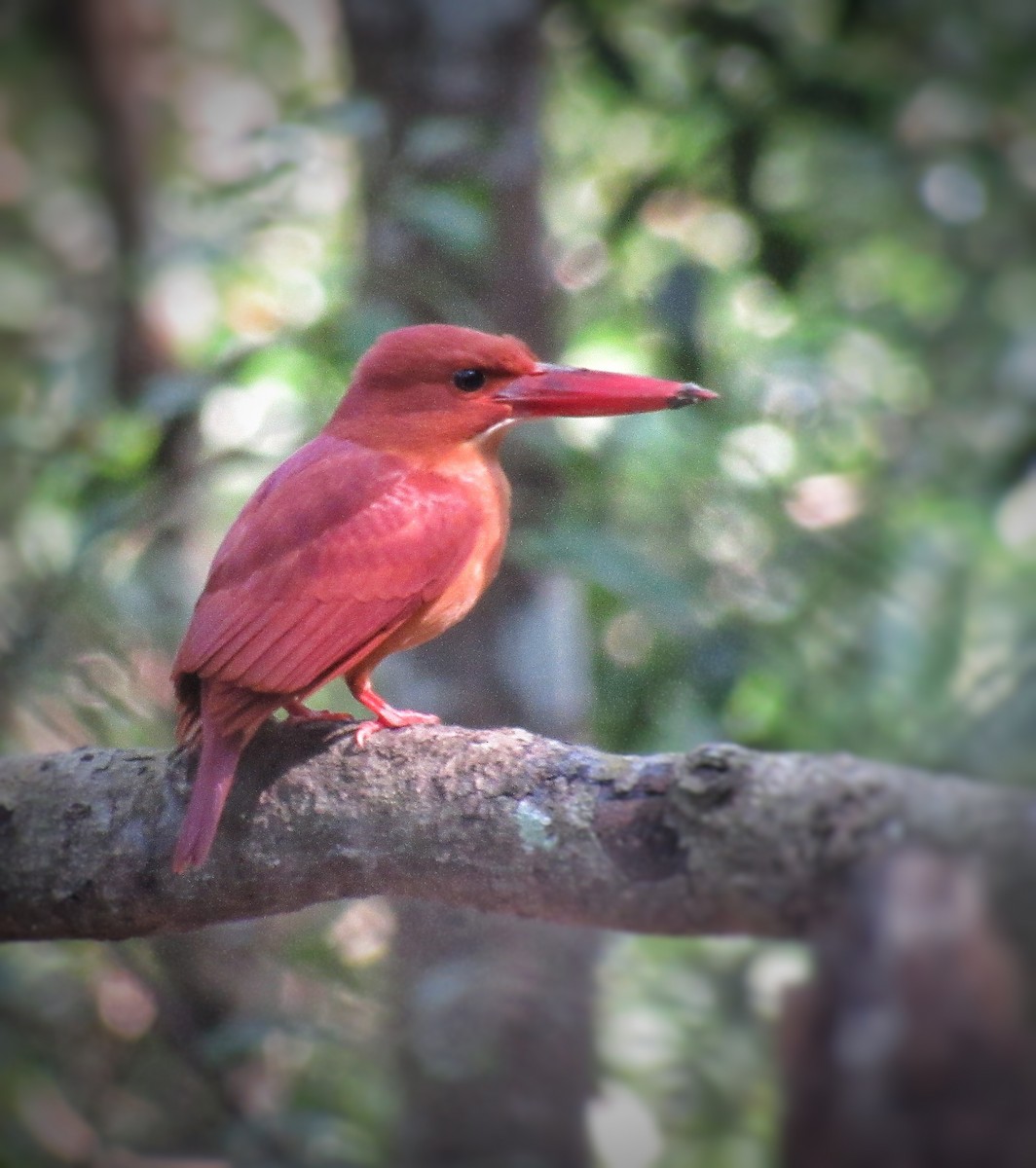 ledňáček ohnivý - ML646292285