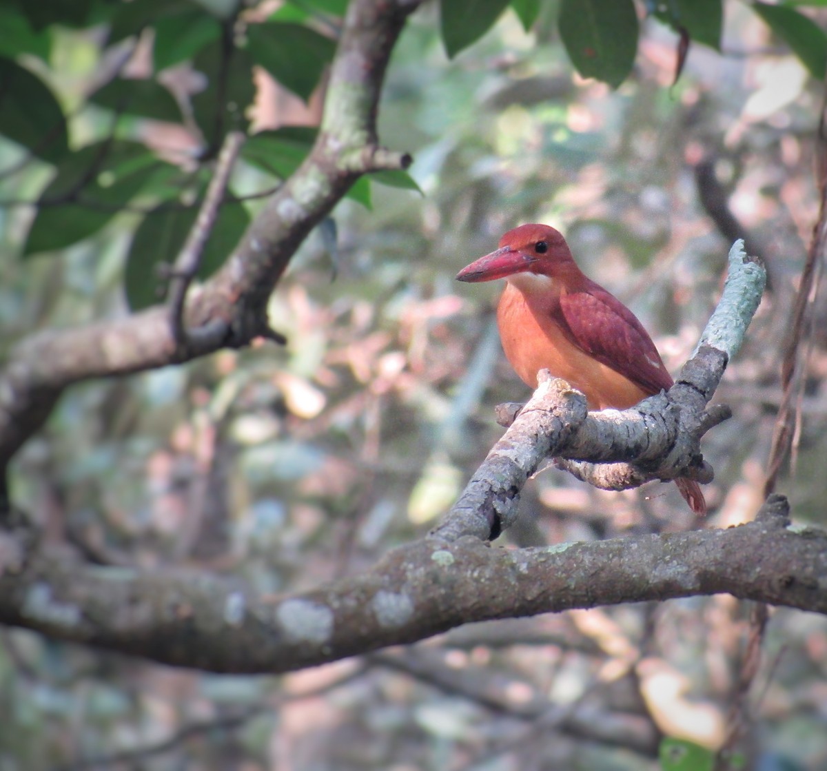 ledňáček ohnivý - ML646292286