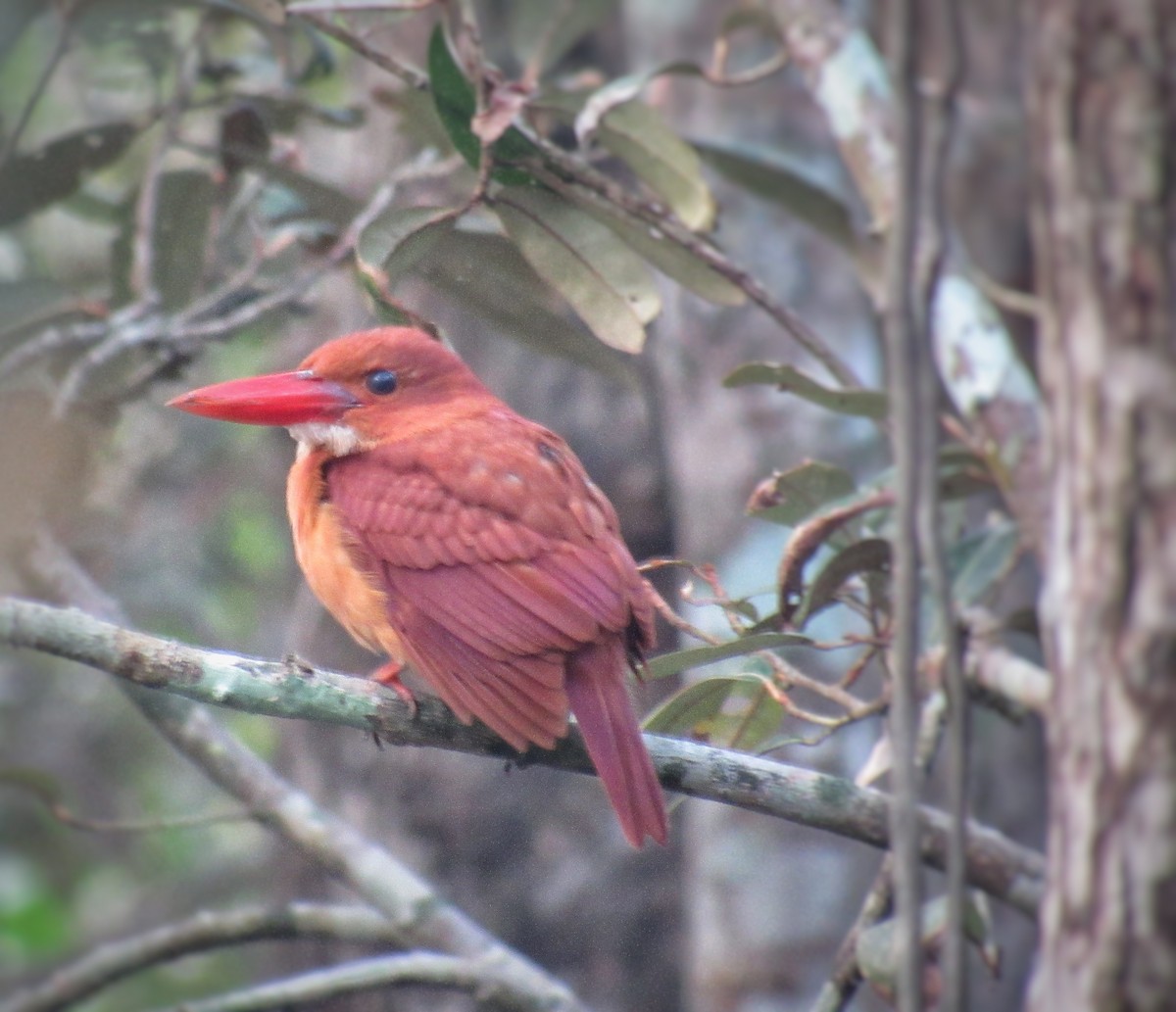 ledňáček ohnivý - ML646292287