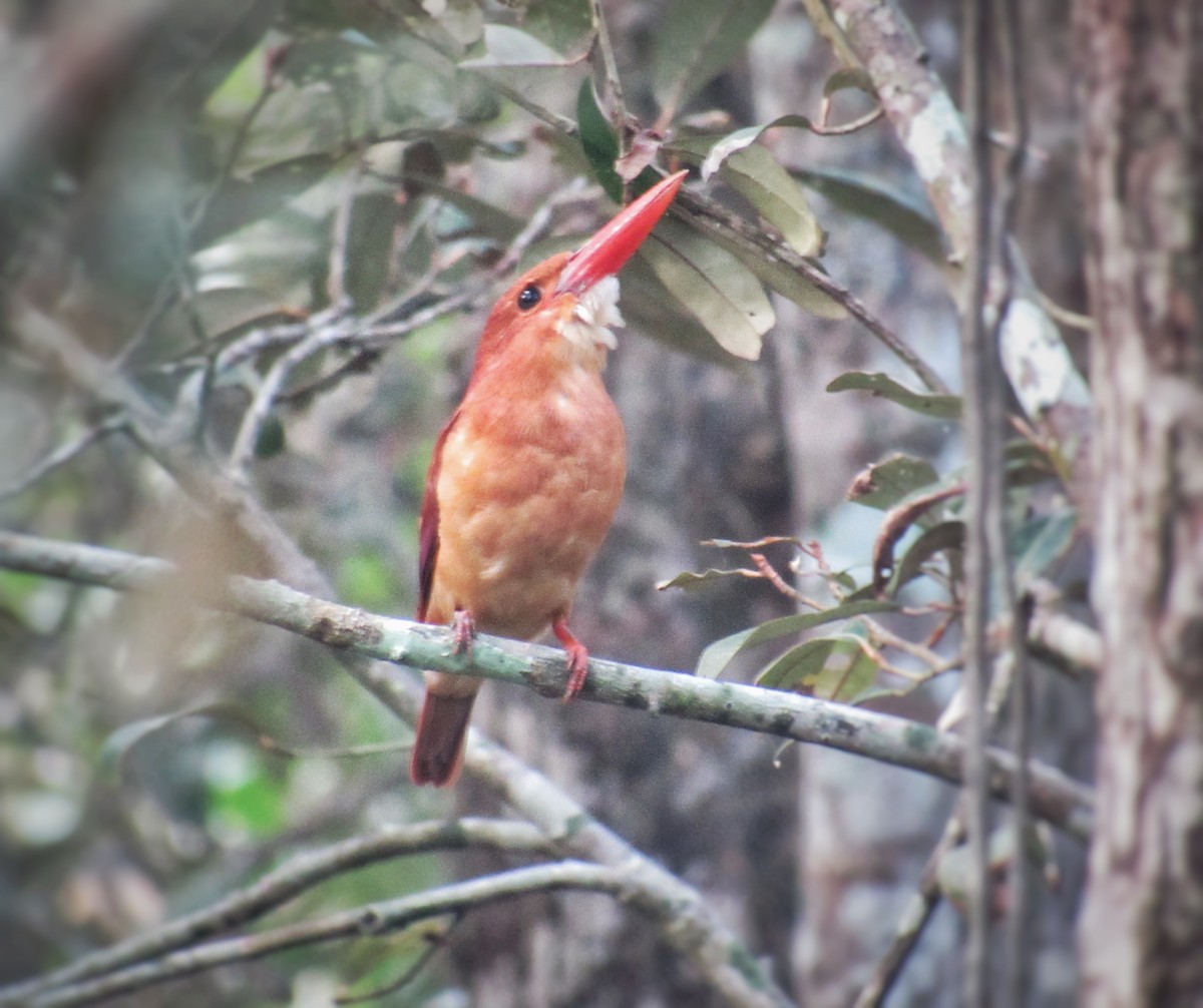 ledňáček ohnivý - ML646292288