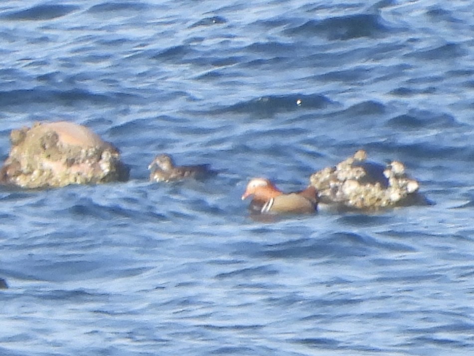 Mandarin Duck - ML646292292