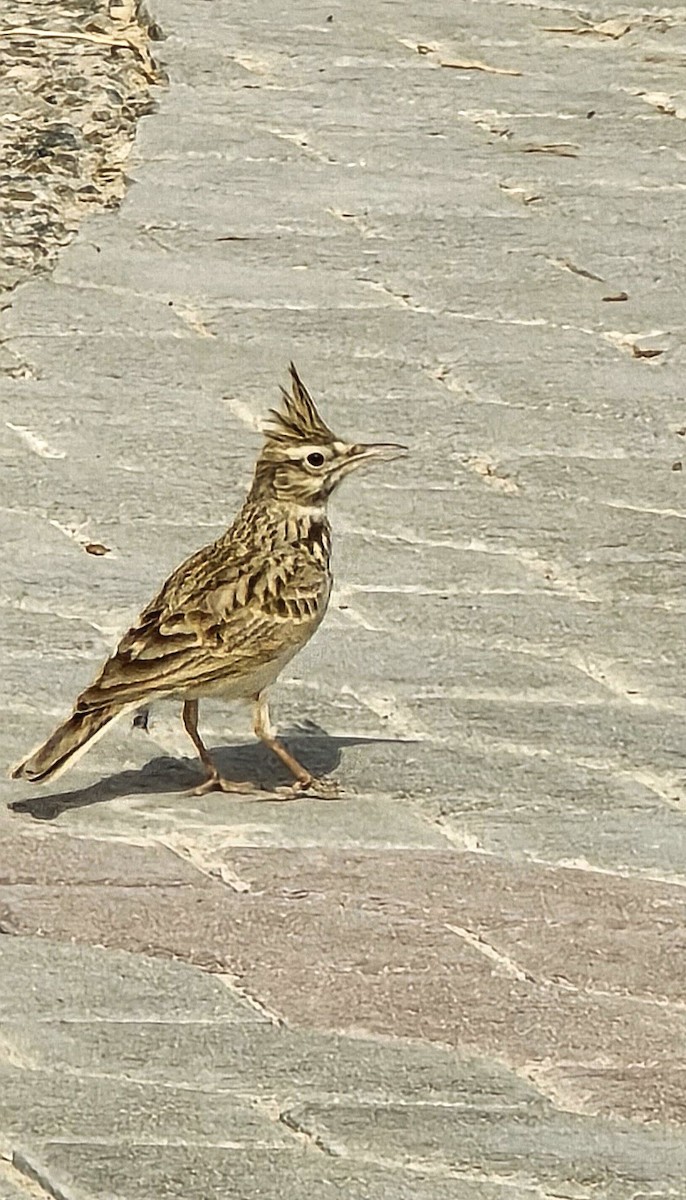Crested Lark - ML646292293
