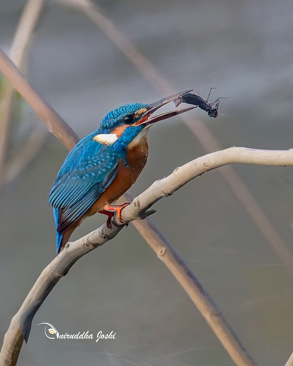 Common Kingfisher - ML646292294