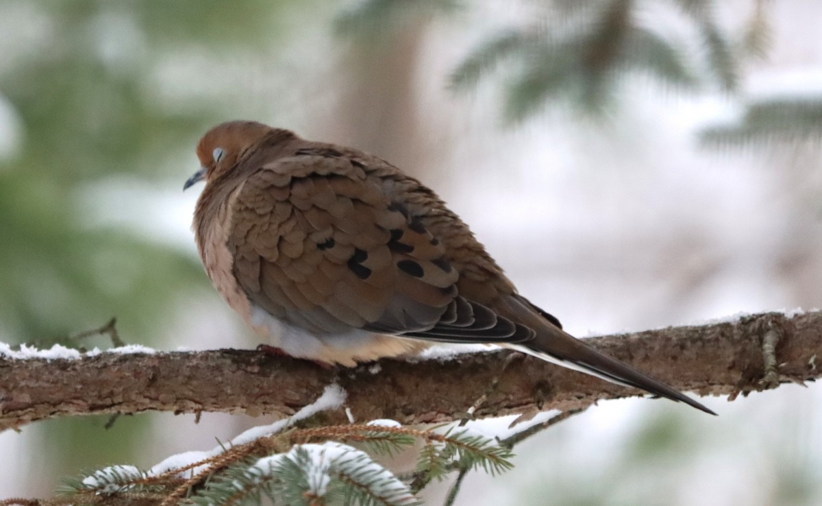 Mourning Dove - ML646292295