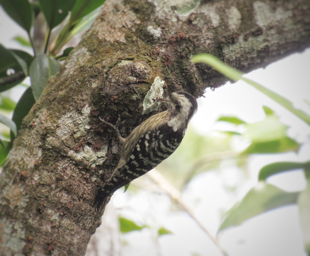 strakapoud šedočelý - ML646292299