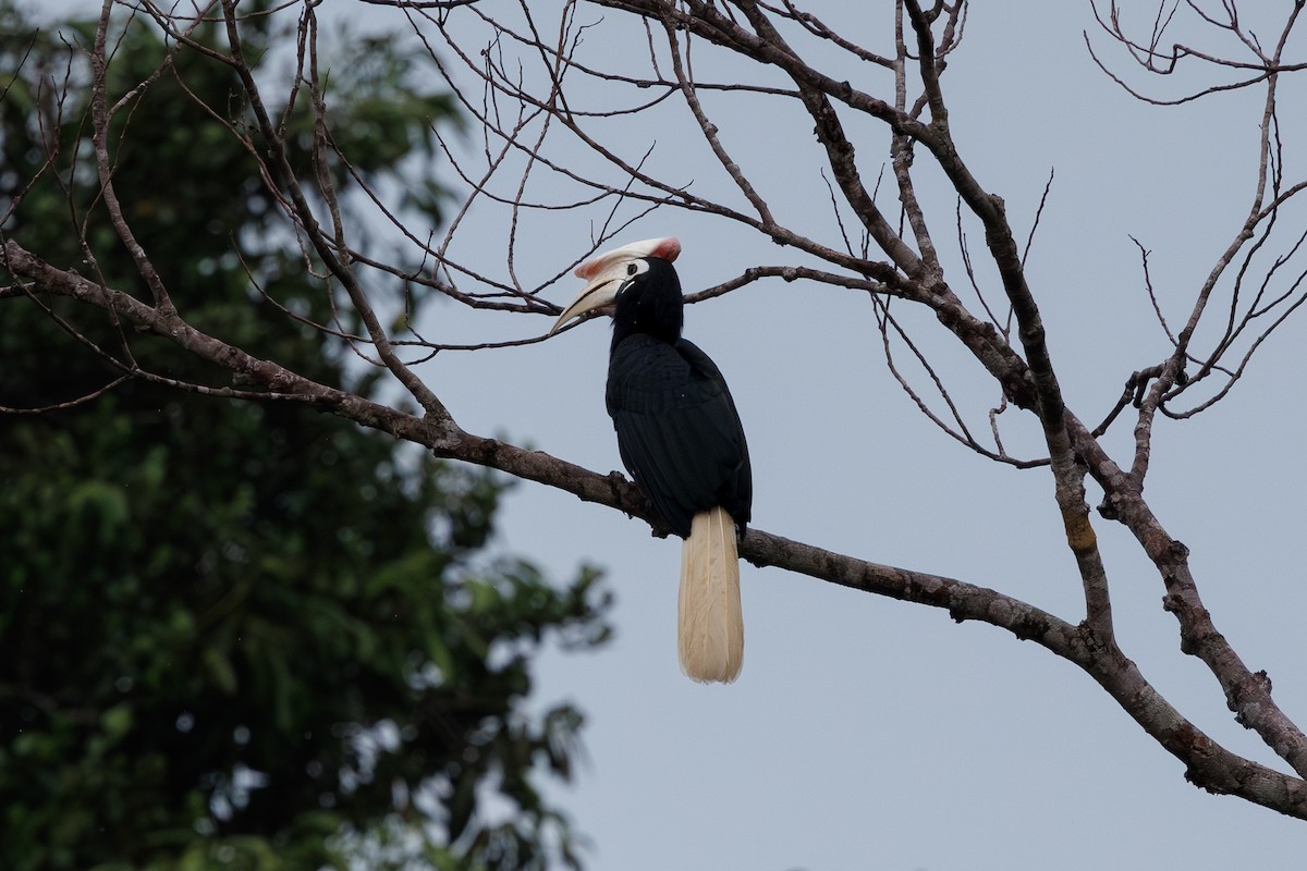 Palawan Hornbill - ML646292301