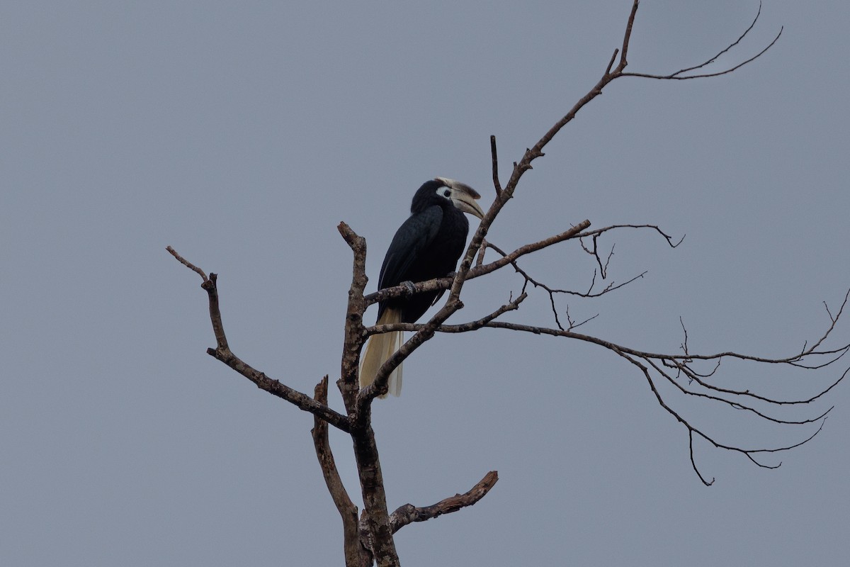 Palawan Hornbill - ML646292302