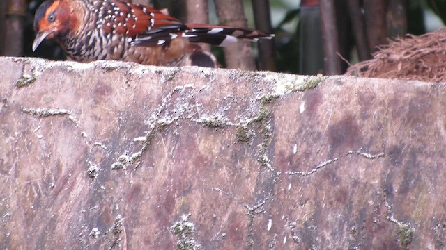 Charlatán Ocelado - ML646292304