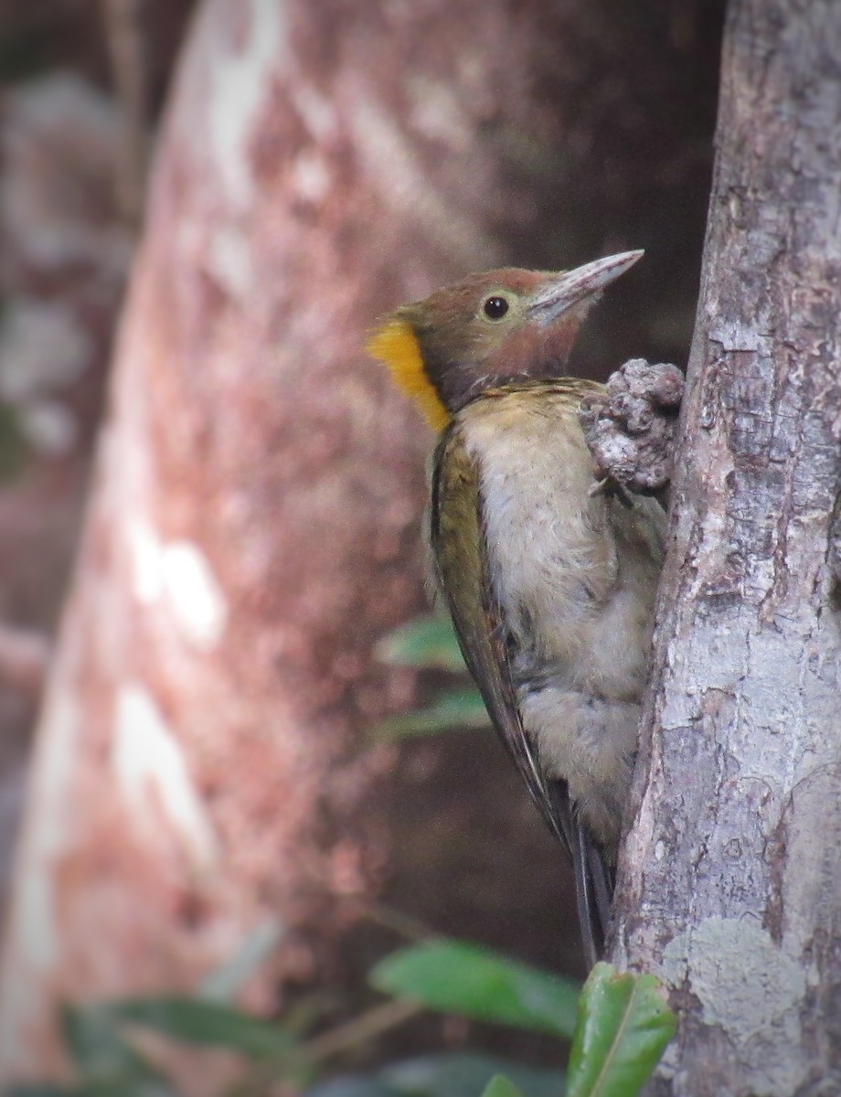 žluna žlutotýlá - ML646292311