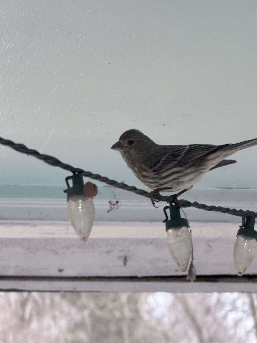 Roselin familier - ML646292312