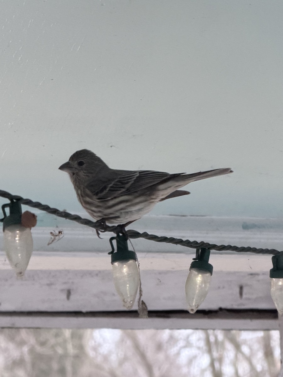 Roselin familier - ML646292313