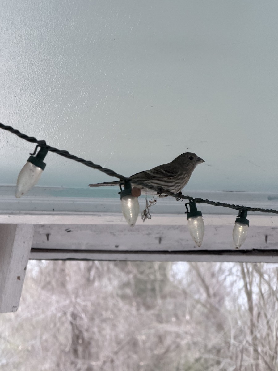 Roselin familier - ML646292314