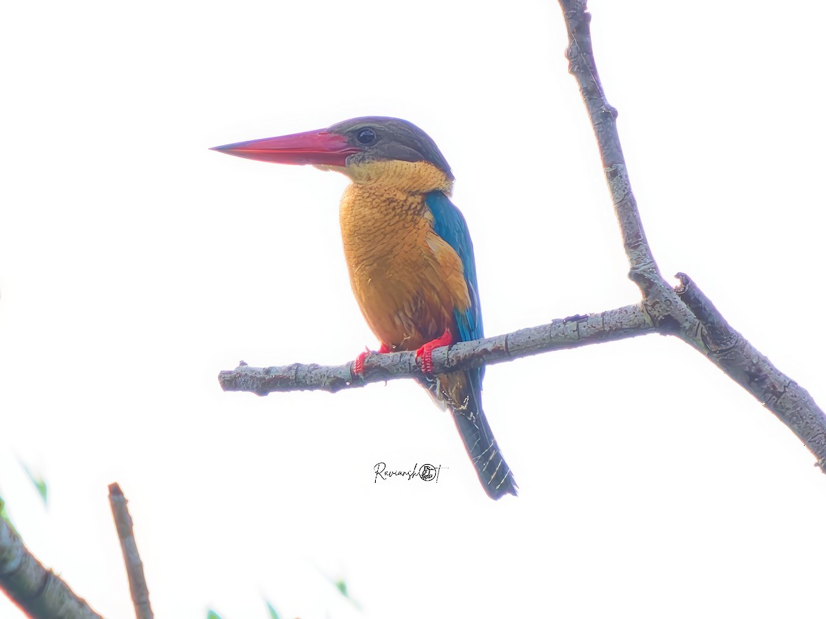 Stork-billed Kingfisher - ML646292315