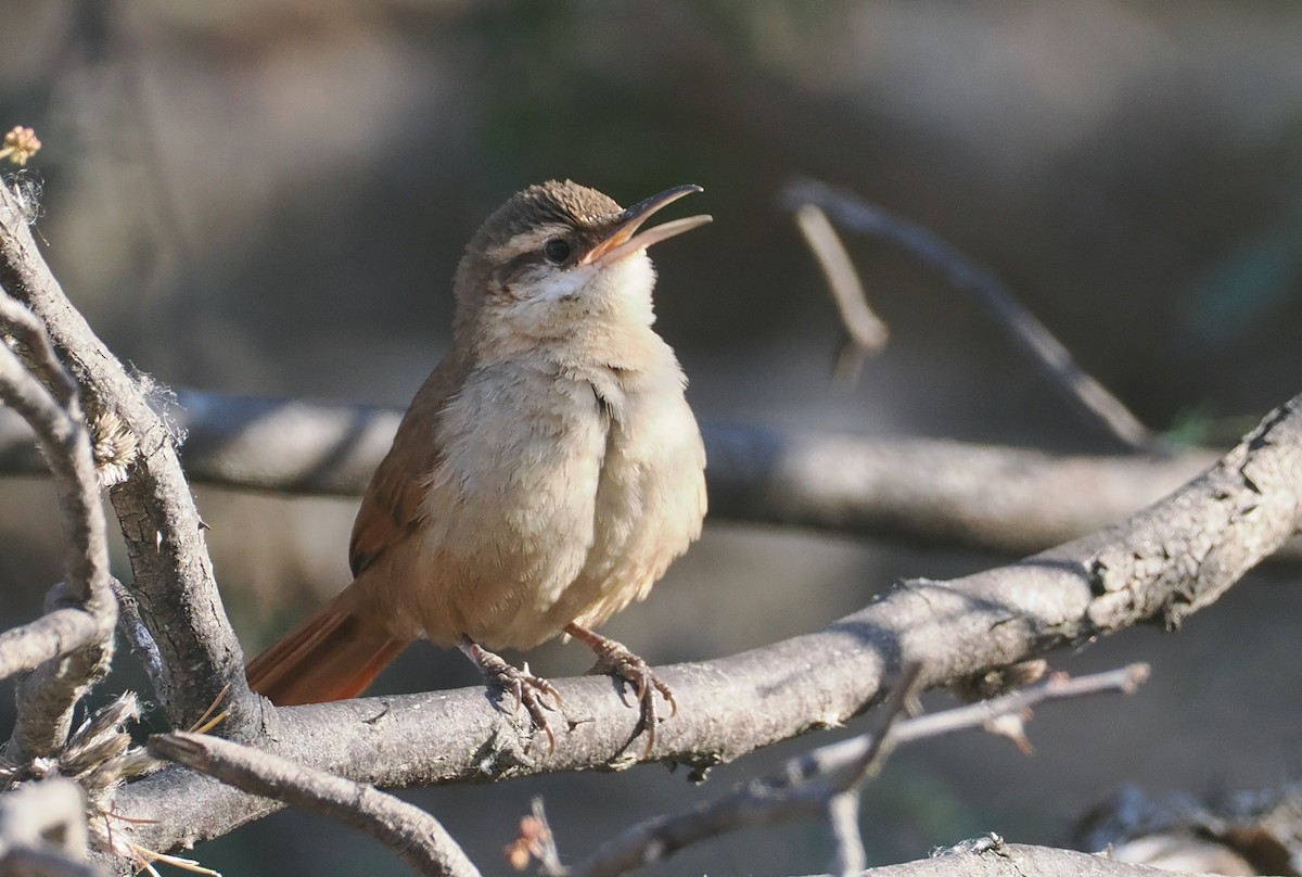 boliviamarkløper - ML646292317