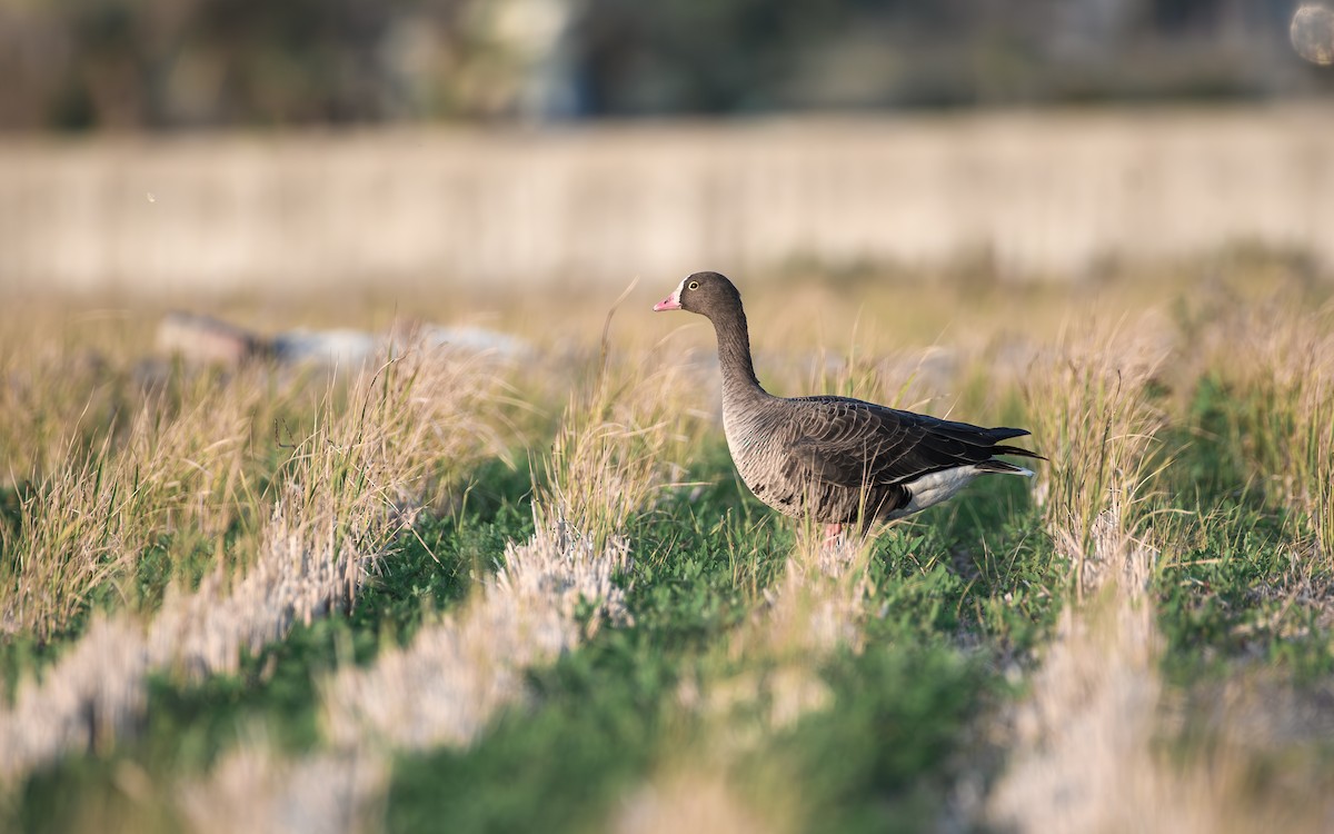 Küçük Sakarca - ML646292319