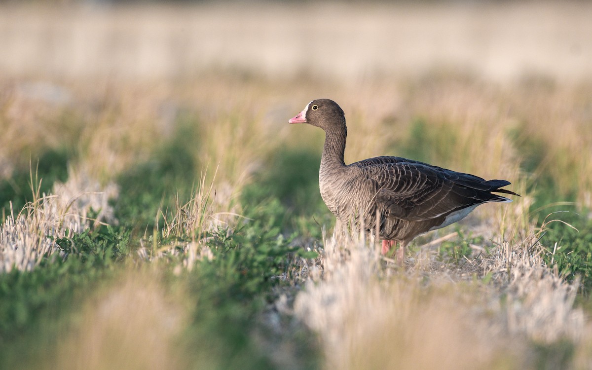 Küçük Sakarca - ML646292320