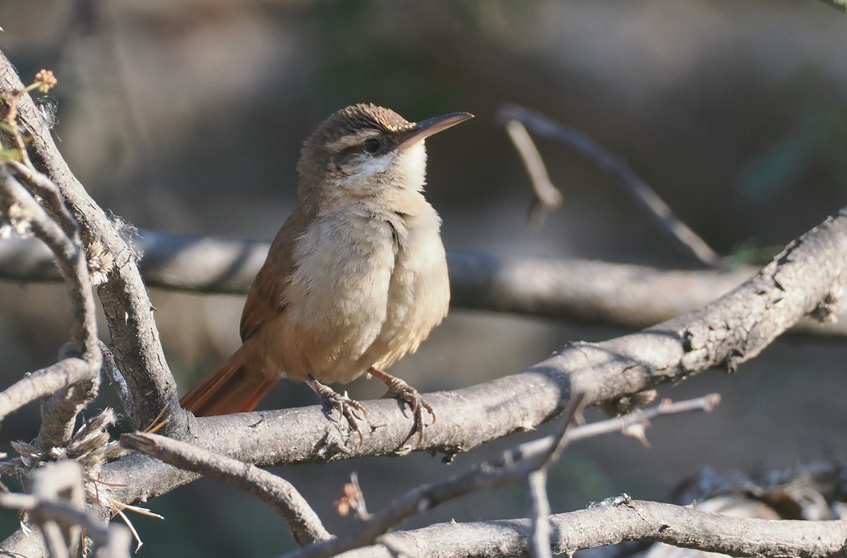 boliviamarkløper - ML646292324
