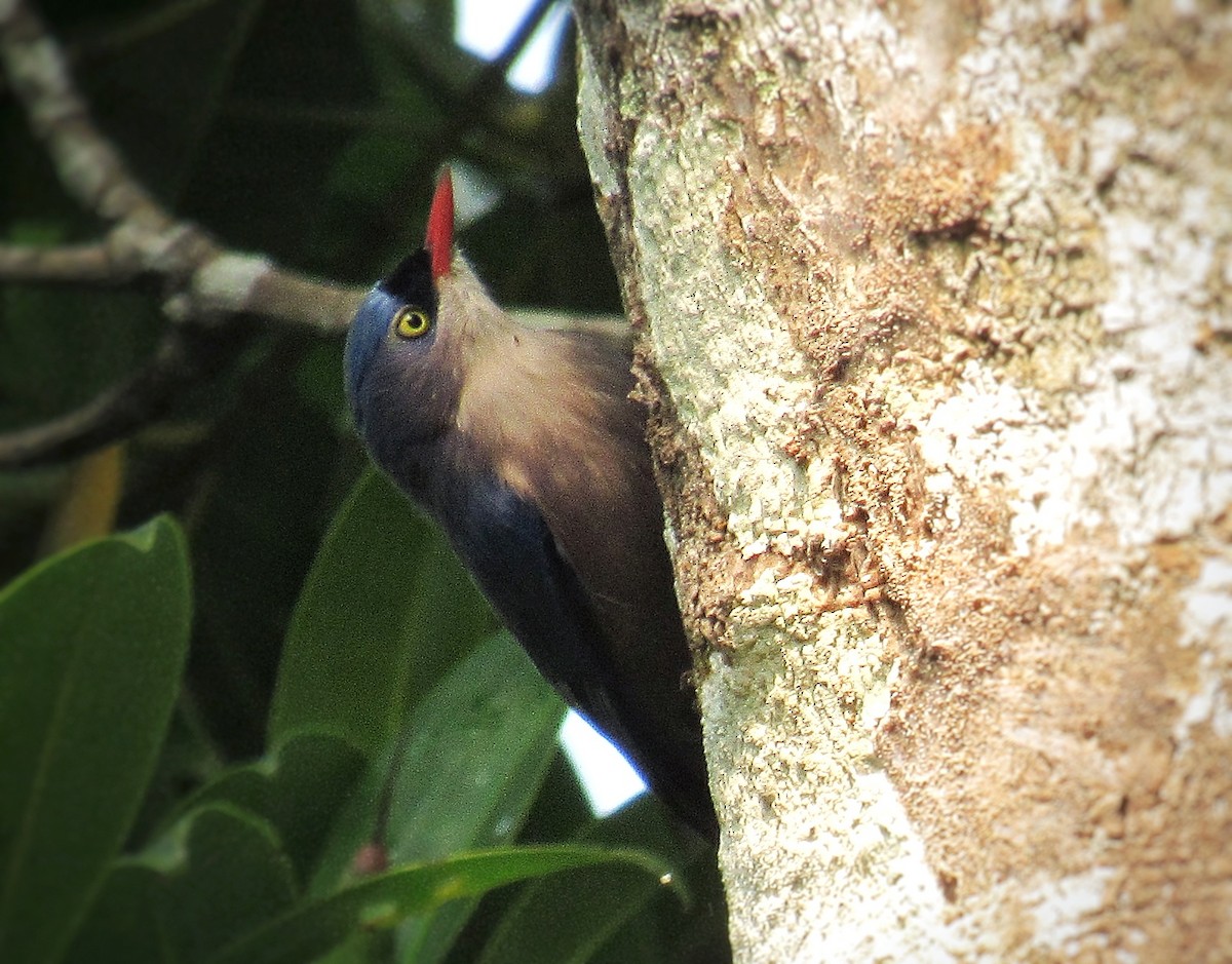 brhlík červenozobý - ML646292326