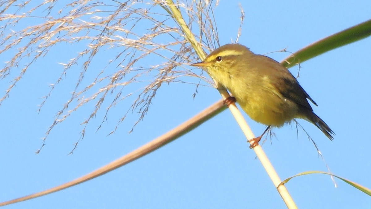 Tickell Çıvgını - ML646292327