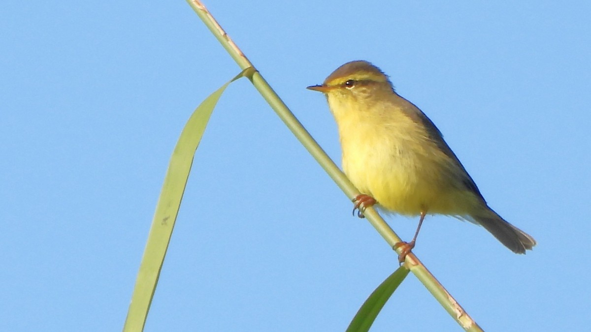 Tickell Çıvgını - ML646292328