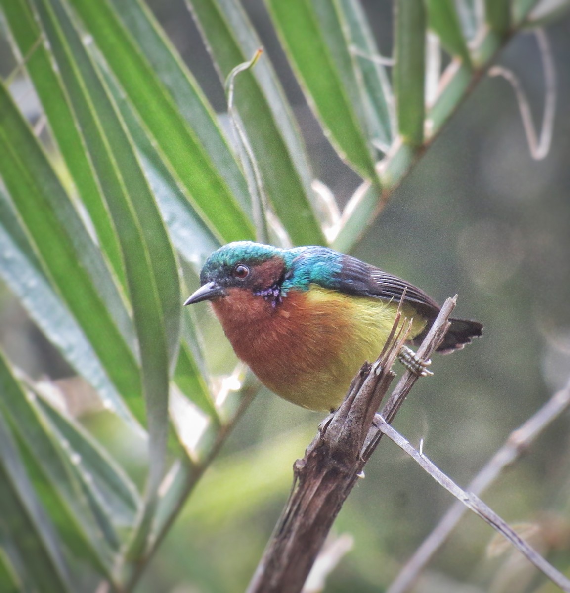 strdimil rubínový - ML646292330