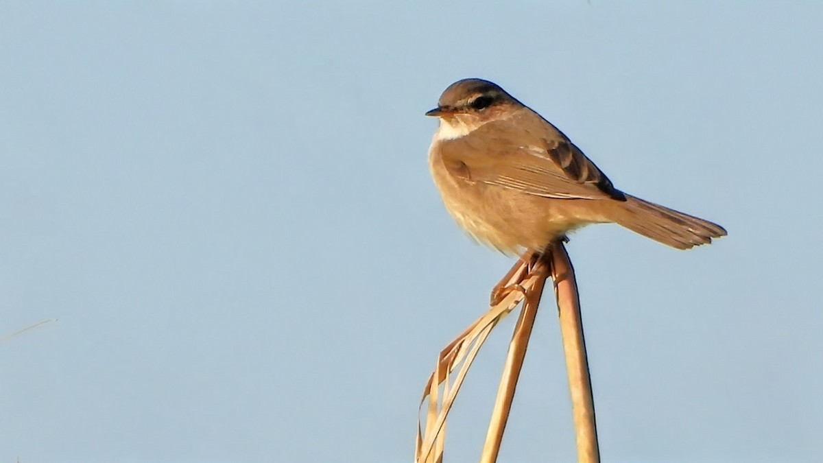 עלווית כהה - ML646292331