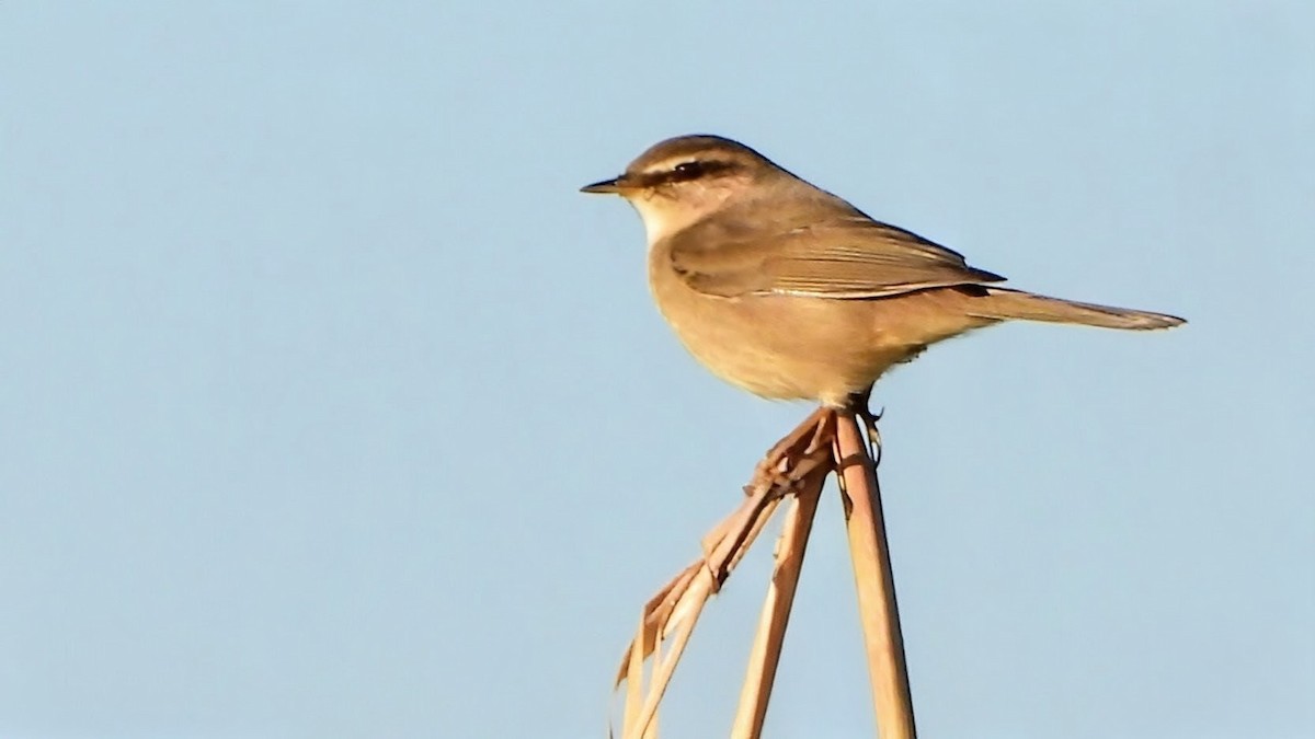 עלווית כהה - ML646292332