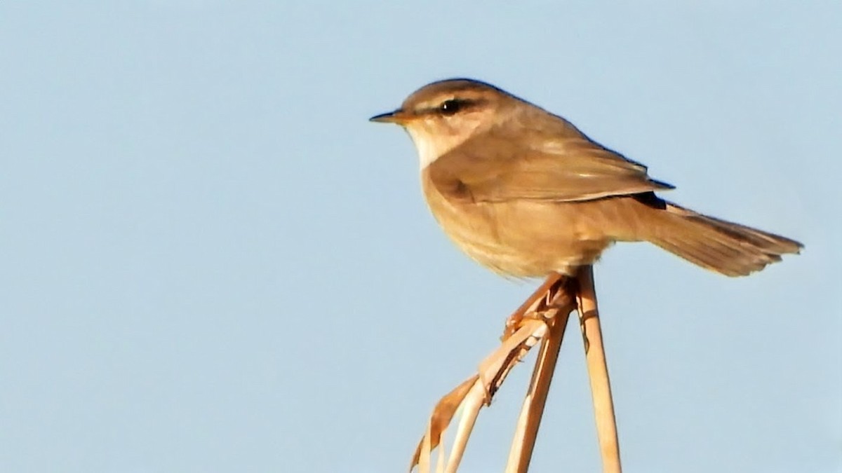 עלווית כהה - ML646292333