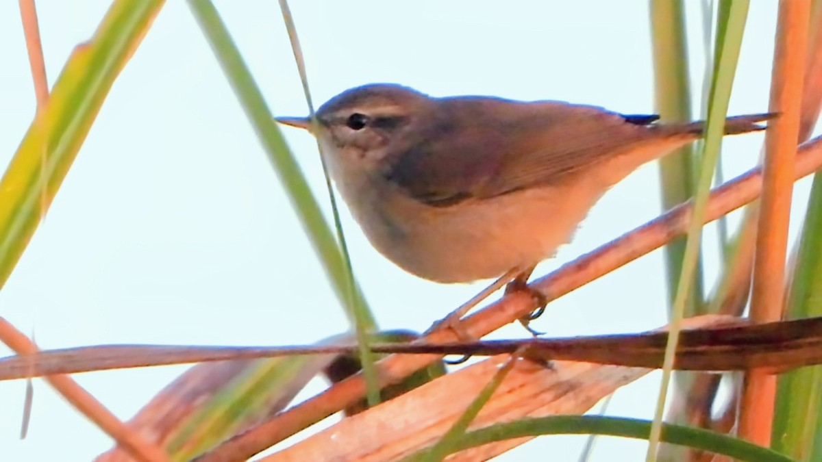 עלווית כהה - ML646292334