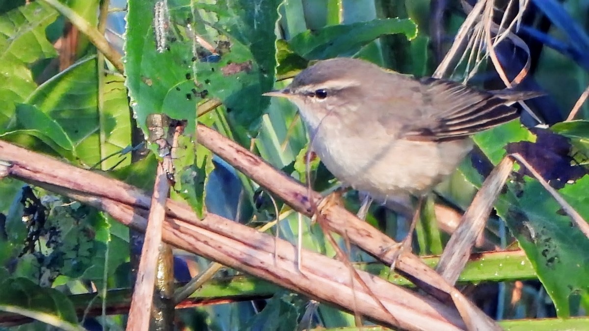 עלווית כהה - ML646292335