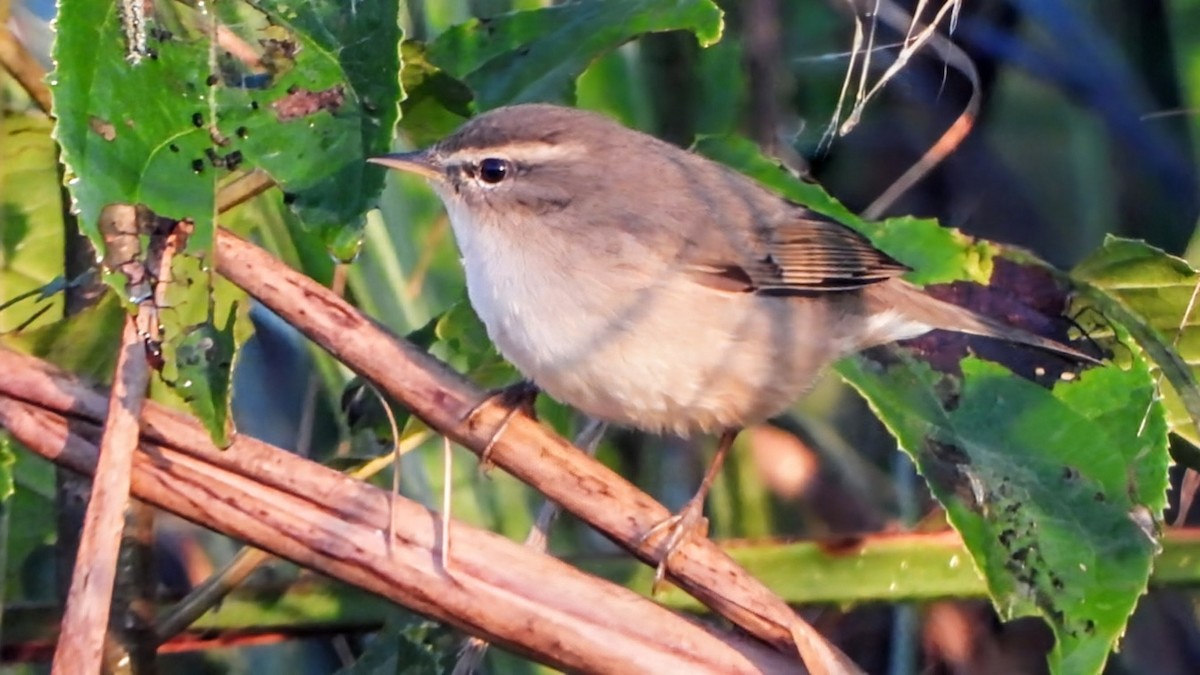 עלווית כהה - ML646292336