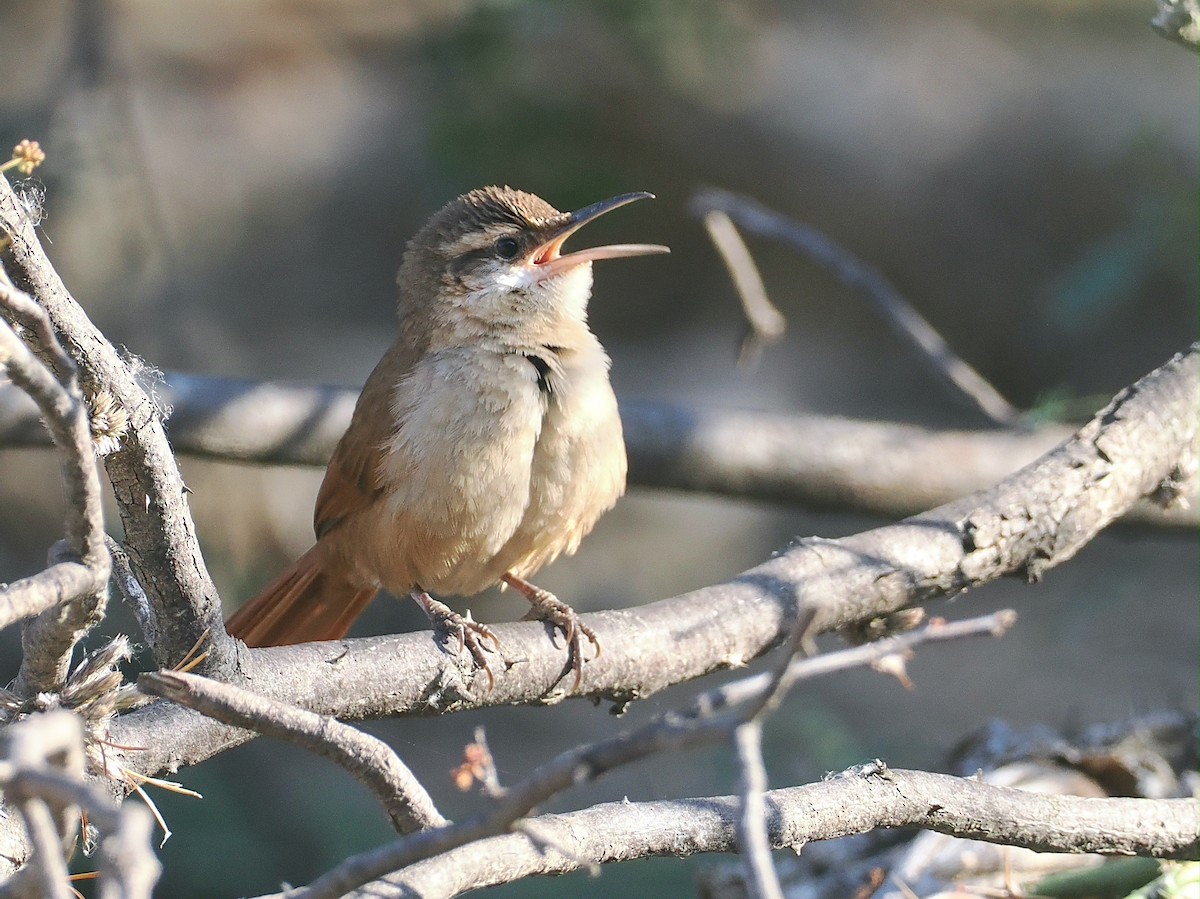 boliviamarkløper - ML646292337