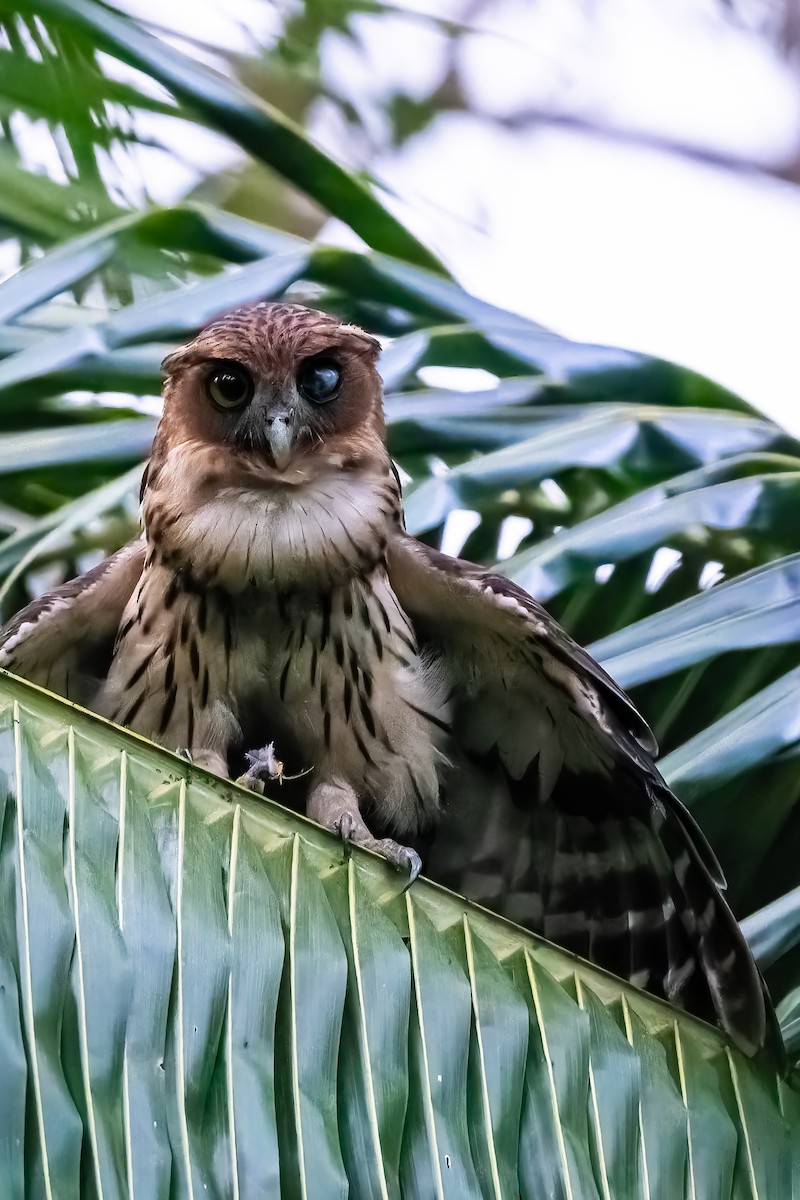 Philippine Eagle-Owl - ML646292342