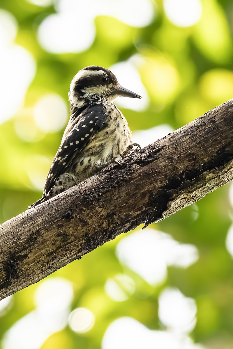 strakapoud filipínský - ML646292348